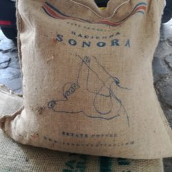 Kostaryka Hacienda Sonora Geisha Natural