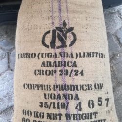 Uganda NKG BLOOM Silverback